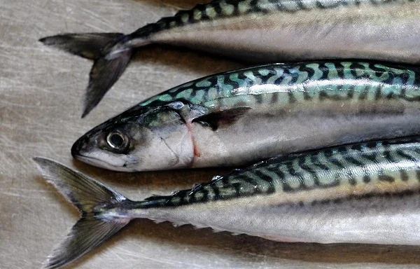 Ikan Tenggiri