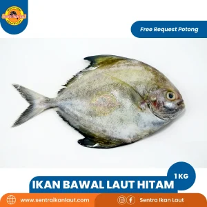 Bawal Laut Hitam