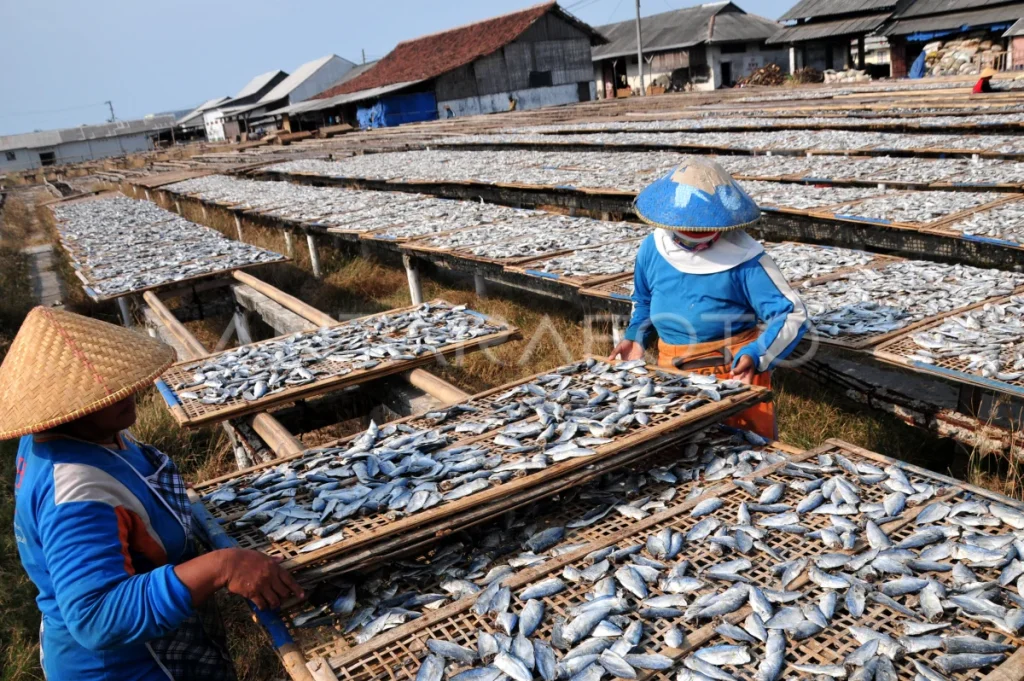 Gambaran Singkat Metode Pengeringan Ikan Asin