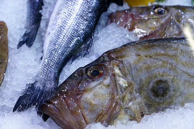 Mengenal Ikan Dori: Kandungan Gizi dan Manfaatnya untuk Kesehatan