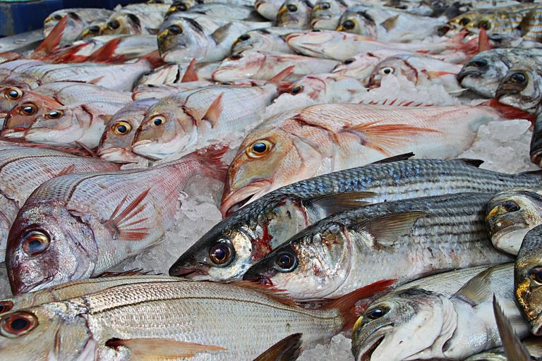 fish, fishing, traditional fishing-1617442.jpg